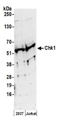 Western Blot: Chk1 Antibody [NB100-311]