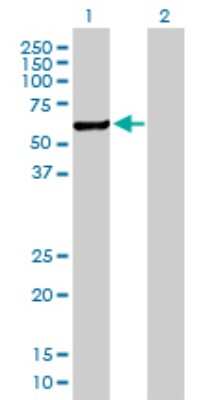 Western Blot: Choline kinase alpha Antibody [H00001119-B01P]