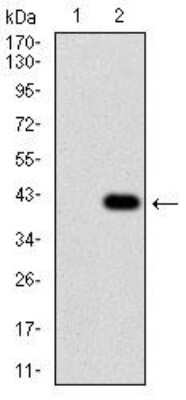 Western Blot: Chorionic Gonadotropin alpha Chain (hCG alpha) Antibody (2E6B3)BSA Free [NBP2-52442]