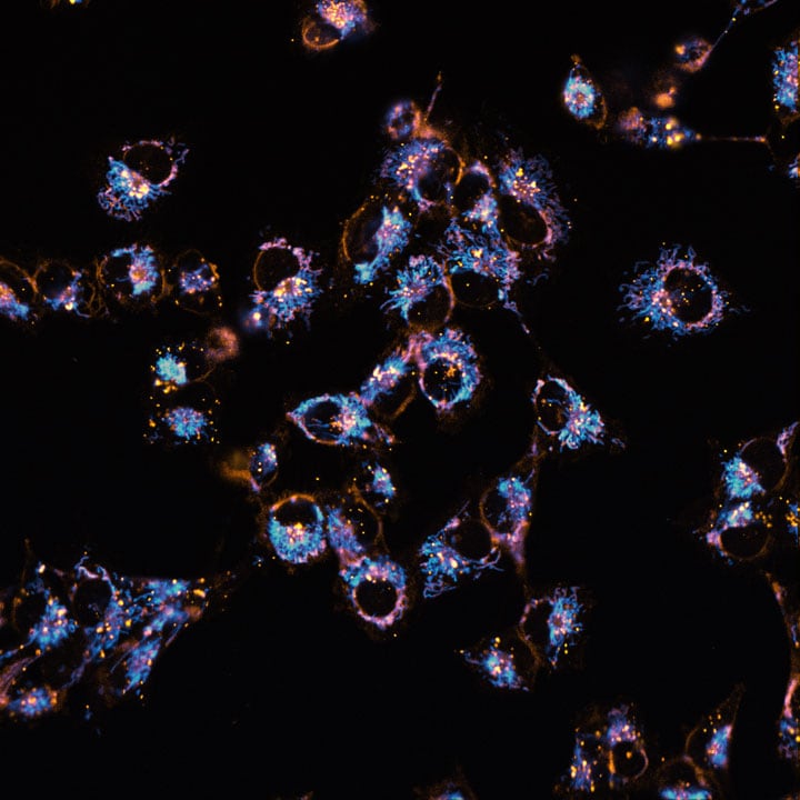 Ready-to-use fluorescent probe for long term high content phenotypic screening of live cells