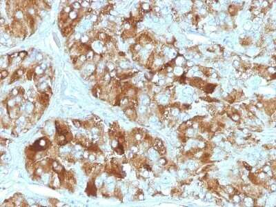 Immunohistochemistry-Paraffin: Chromogranin A Antibody (CGA/413) - IHC-Prediluted [NBP2-48081]