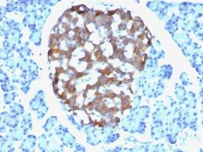 Immunohistochemistry-Paraffin: Chromogranin A Antibody (CHGA/765) - IHC-Prediluted [NBP2-48064]