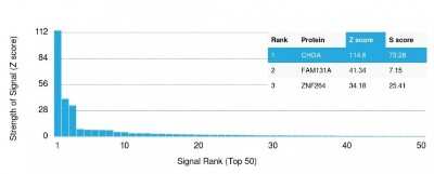 Protein Array: Chromogranin A Antibody (CHGA/798) - Azide and BSA Free [NBP2-47849]