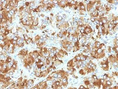 Immunohistochemistry-Paraffin: Chromogranin A Antibody (CHGA/798) - IHC-Prediluted [NBP2-48072]