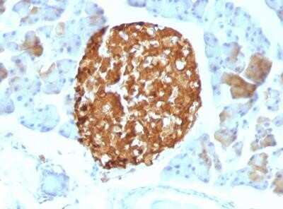 Immunohistochemistry-Paraffin: Chromogranin A Antibody (LK2H10) - IHC-Prediluted [NBP2-44767]