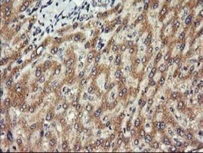 Immunohistochemistry: Chromogranin A Antibody (OTI2E12) - Azide and BSA Free [NBP2-70410]