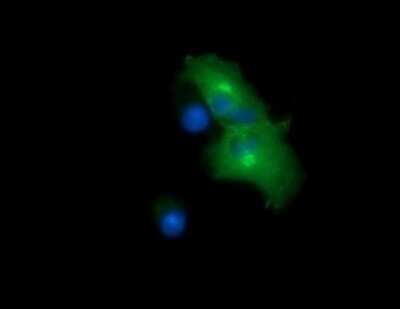 Immunofluorescence: Chromogranin A Antibody (OTI2E12) [NBP2-46282]