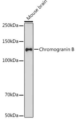 Western Blot: Chromogranin B Antibody (5N6T1) [NBP3-16206]