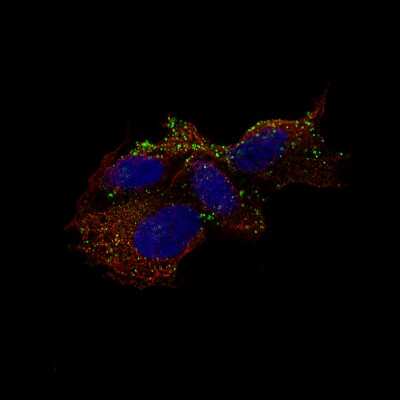 Immunocytochemistry/ Immunofluorescence: Chromogranin B Antibody (CL11404) [NBP3-15119]