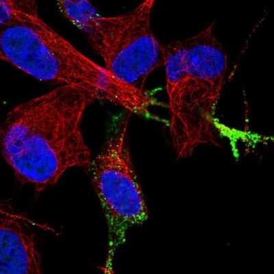Immunocytochemistry/ Immunofluorescence: Chromogranin B Antibody [NBP1-80781]