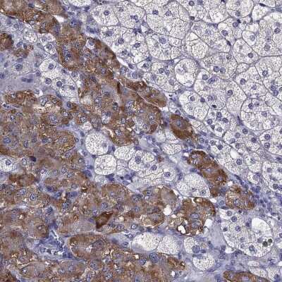 Immunohistochemistry-Paraffin: Chromogranin C Antibody [NBP2-62693]
