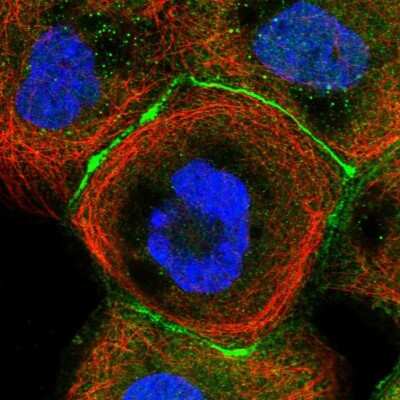 Immunocytochemistry/ Immunofluorescence: Cingulin Antibody [NBP1-89602]