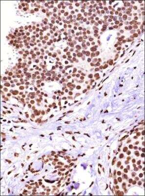 Immunohistochemistry-Paraffin: Cited-2 Antibody (JA22) - BSA Free [NB100-136]
