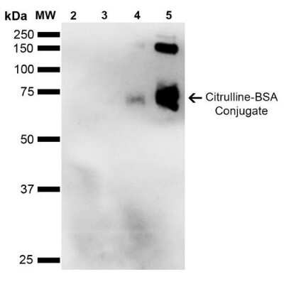 Western Blot: Citrulline Antibody (2D3.1) [NBP2-59364]