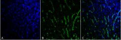 Immunohistochemistry-Paraffin: Citrulline Antibody (6C2.1) [NBP2-59365]