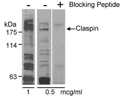 Western Blot: Claspin Antibody [NB100-246]