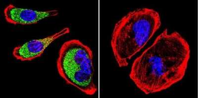 Immunocytochemistry/ Immunofluorescence: Clathrin Heavy Chain 1/CHC17 Antibody (X22) - BSA Free [NB300-613]