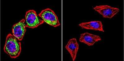 Immunocytochemistry/ Immunofluorescence: Clathrin Heavy Chain 1/CHC17 Antibody (X22) - BSA Free [NB300-613]