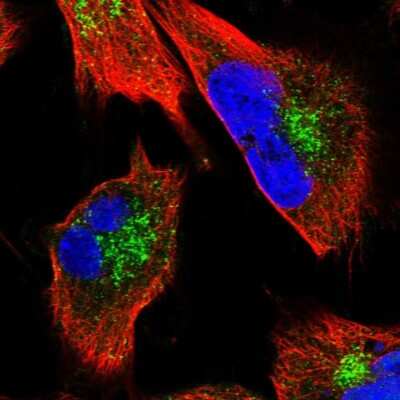 Immunocytochemistry/ Immunofluorescence: Clathrin interactor 1 Antibody [NBP1-85570]