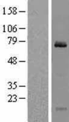 Western Blot: Clathrin interactor 1 Overexpression Lysate [NBL1-09271]