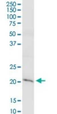 Western Blot: Claudin-15 Antibody [H00024146-D01P]