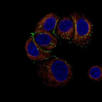 Immunocytochemistry/ Immunofluorescence: Claudin-3 Antibody (CL13128) [NBP3-18577]