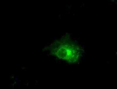 Flow Cytometry: Claudin-5 Antibody (OTI1G4) - Azide and BSA Free [NBP2-71329]