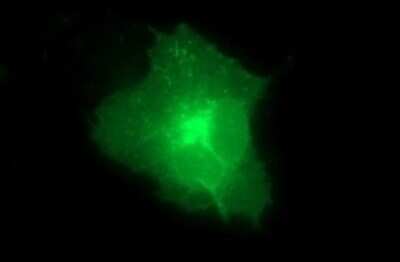 Immunocytochemistry/ Immunofluorescence: Claudin-6 Antibody (OTI2H1) - Azide and BSA Free [NBP2-71416]
