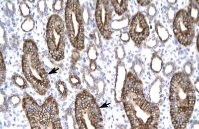 Immunohistochemistry-Paraffin: Claudin-8 Antibody [NBP1-59157]