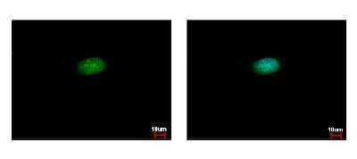 Immunocytochemistry/ Immunofluorescence: Cleavage stimulation factor 2 Antibody [NBP2-15915]