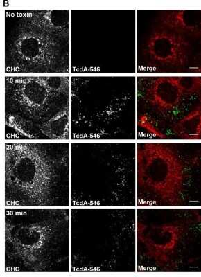 Immunocytochemistry/ Immunofluorescence: Clostridium Difficile Toxin A Antibody (PCG4.1) - BSA Free [NB600-1066]