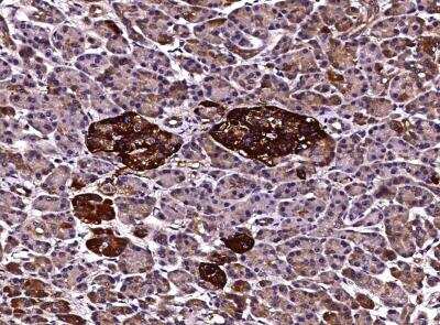 Immunohistochemistry-Paraffin: Clusterin/APOJ Antibody (210) [NBP2-89885]