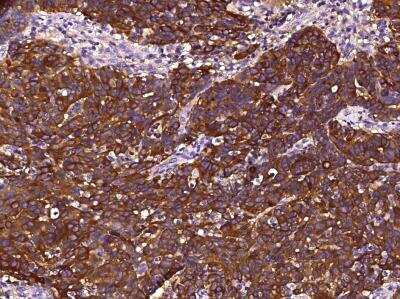 Immunohistochemistry-Paraffin: Clusterin/APOJ Antibody (210) [NBP2-89885]