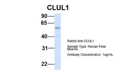 Western Blot: Clusterin-like 1/CLUL1 Antibody [NBP1-57712]