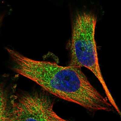 Immunocytochemistry/ Immunofluorescence: CoCoA Antibody [NBP1-88216]