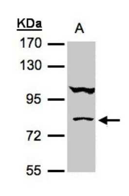 Western Blot: CoCoA Antibody [NBP1-32154]