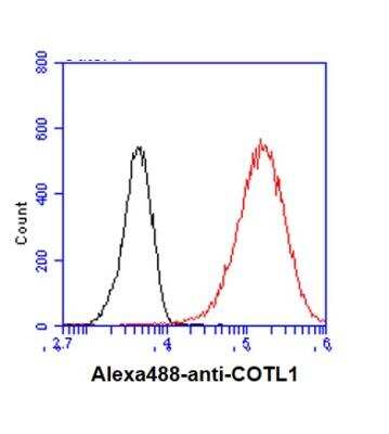 Flow Cytometry: Coactosin-like Protein 1/CotL1 Antibody (1D6) - BSA Free [NBP2-31203]