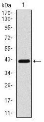 Western Blot: Coactosin-like Protein 1/CotL1 Antibody (5C8E3)BSA Free [NBP2-37517]