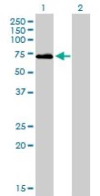 Western Blot: Coagulation Factor II/Thrombin Antibody (1B7) [H00002147-M01]