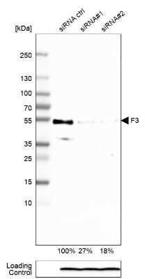 Western Blot: Coagulation Factor III/Tissue Factor Antibody (CL3805) [NBP2-61640]
