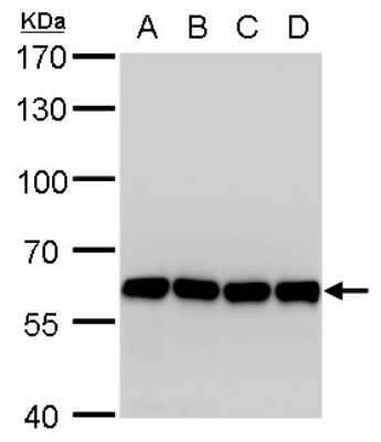 Western Blot: Coatomer Subunit Delta Antibody (1318) [NBP2-43608]