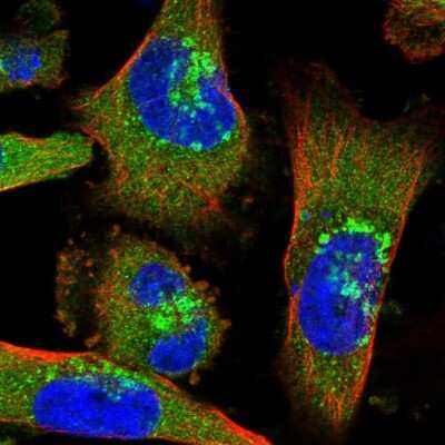Immunocytochemistry/ Immunofluorescence: Coatomer Subunit Delta Antibody [NBP1-85515]