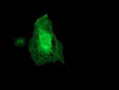 Immunocytochemistry/ Immunofluorescence: Coatomer Subunit Delta Antibody (OTI6A6) - Azide and BSA Free [NBP2-70203]