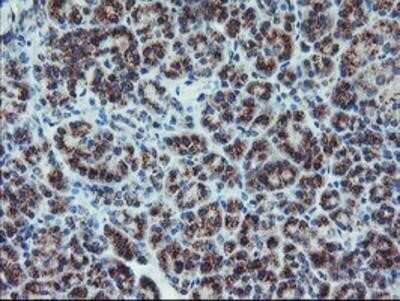 Immunohistochemistry: Coatomer Subunit Delta Antibody (OTI6A6) - Azide and BSA Free [NBP2-70203]