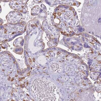 Immunohistochemistry-Paraffin: CL-P1/COLEC12 Antibody [NBP2-33508]