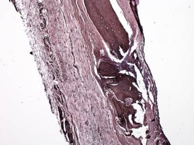 Immunohistochemical Staining of Collagen I in Paraffin Embedded Rat Bone