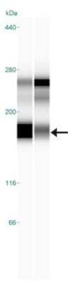 Simple Western: Collagen I alpha 1 AntibodyAzide and BSA Free [NBP1-30054]