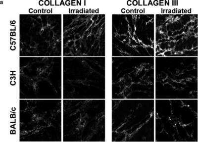 Immunocytochemistry/ Immunofluorescence: Collagen I alpha 1 Antibody (COL-1) [NB600-450]
