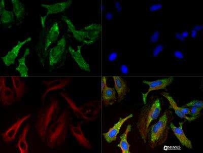Immunocytochemistry/ Immunofluorescence: Collagen I alpha 1 Antibody - BSA Free [NBP1-77457]