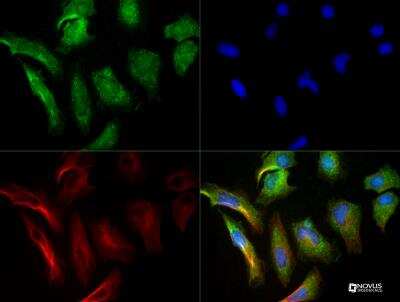 Immunocytochemistry/ Immunofluorescence: Collagen I alpha 1 Antibody - BSA Free [NBP1-77458]